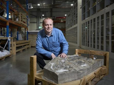 Heavyset, gnarly and 240m years old: This amphibian fossil is finally named