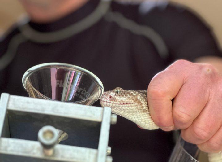 Close-up of a snake's head while venom is being extracted from its fangs by a person using an extractor cup. Celtic Biotech uses the venom to make drugs for lung cancer.