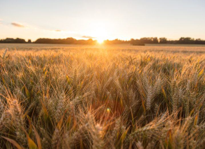 A field of barley crops with the sun shining in the distance.