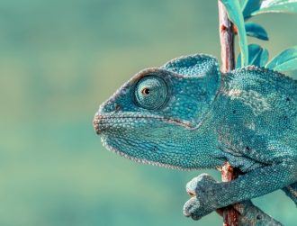 Cognitive flexibility: The secret to business success