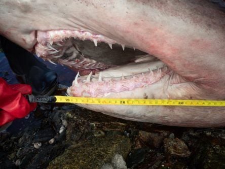 Rare 14ft shark washed up on Wexford shore