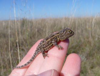 Reptile (re)discovered: Australians spot species thought to be extinct