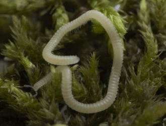 Metropolitan millipede: New species of arthropod found in LA